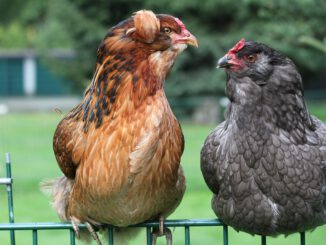 Hen Chicken Araucana Poultry  - MelaniMarfeld / Pixabay
