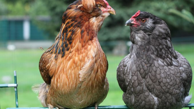 Hen Chicken Araucana Poultry  - MelaniMarfeld / Pixabay