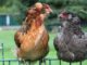 Hen Chicken Araucana Poultry  - MelaniMarfeld / Pixabay