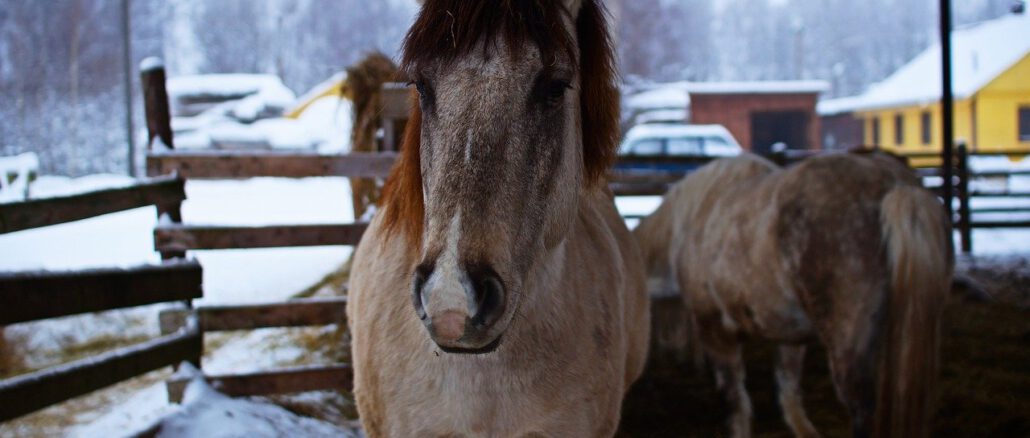 Horse Animal Farm Mane Mammal  - Pavel_Ivanov / Pixabay