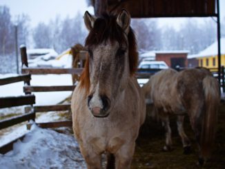 Horse Animal Farm Mane Mammal - Pavel_Ivanov / Pixabay
