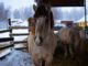 Horse Animal Farm Mane Mammal  - Pavel_Ivanov / Pixabay