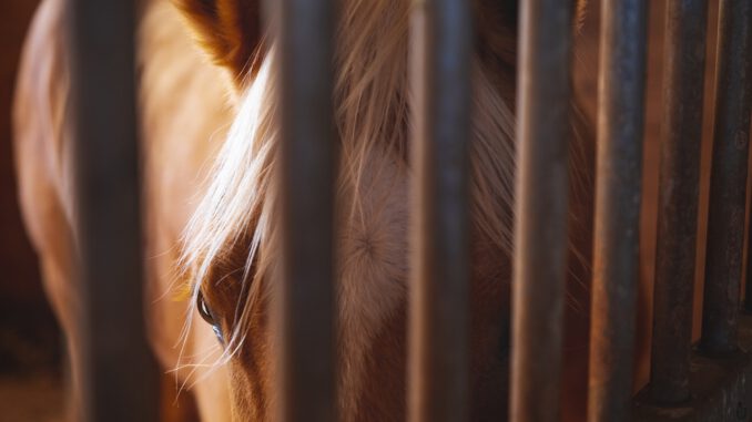 Horse Equine Equestrian Stallion Horse Equine Equestrian Stallion - JoshuaWoroniecki / Pixabay