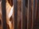 Horse Equine Equestrian Stallion  - JoshuaWoroniecki / Pixabay