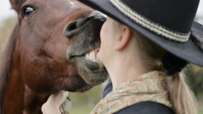 Horse Western Film Cowgirl Animal  - JimKnopf / Pixabay