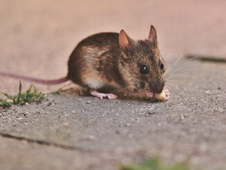 House Mouse Mouse Long Tailed Mouse  - Capri23auto / Pixabay