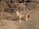 Jackal Golden Jackal Canis Aureus  - sarangib / Pixabay