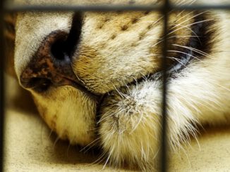 Lion Zoo Cage Zoo Animal Predator  - wal_172619 / Pixabay