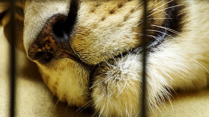 Lion Zoo Cage Zoo Animal Predator  - wal_172619 / Pixabay