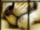 Lion Zoo Cage Zoo Animal Predator  - wal_172619 / Pixabay