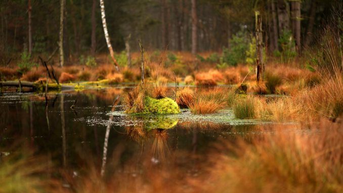 Moor Swamp Water Moorland Meadow  - 3111 / Pixabay