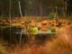 Moor Swamp Water Moorland Meadow  - 3111 / Pixabay
