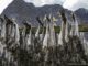 Norway Cod Fishes Drying Norwegian  - art_of_pboesken / Pixabay