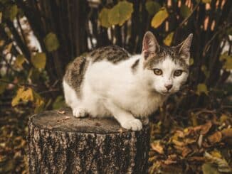 closeup photo of black and white tabby cat