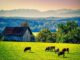 Pasture Cows Cattle Farm  - fietzfotos / Pixabay