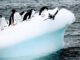Penguins Birds Iceberg Ice Cold  - sevenseassailing / Pixabay
