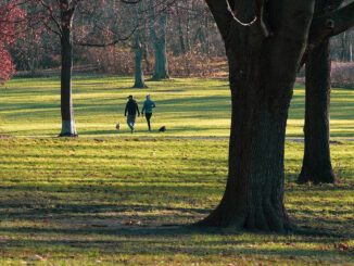People Field Park Walk Relaxation - wal_172619 / Pixabay