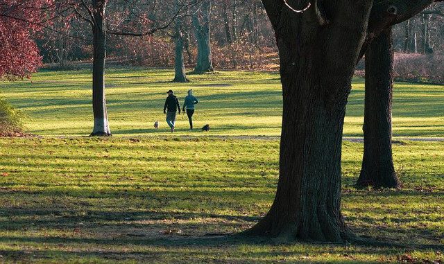 People Field Park Walk Relaxation  - wal_172619 / Pixabay