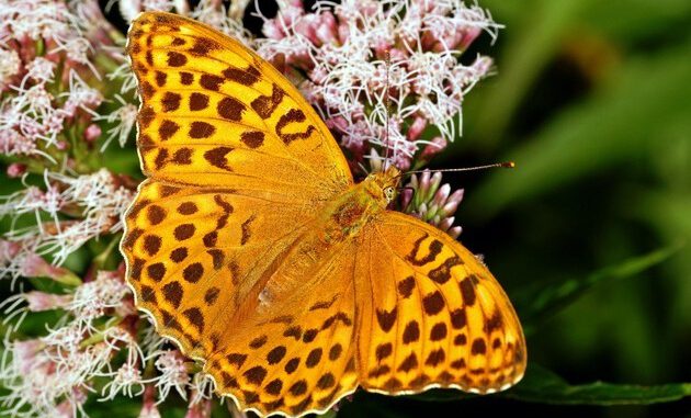 ▷ Der Kaisermantel ist der Schmetterling des Jahres 2022 - gesunde Mischwälder braucht ...