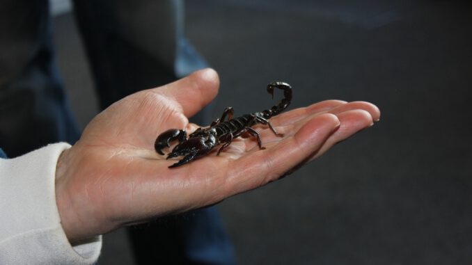Scorpio Courage Fear Insect  - AgentRed / Pixabay