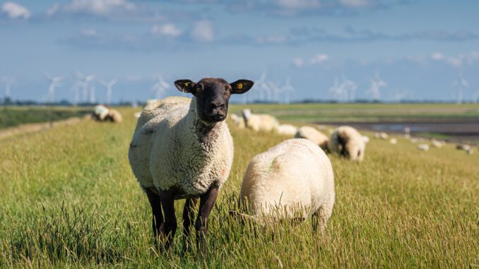 Bundesregierung Muss Borchert Plan Zum Umbau Der Tierhaltung Verankern