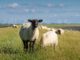 Sheeps Animals Mammals Live Stock  - Seaq68 / Pixabay