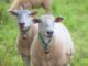 Sheeps Animals Mammals Ruminants  - manfredrichter / Pixabay