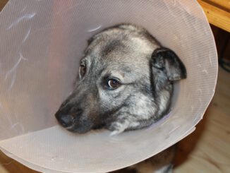 Sick Dog Elkhound Funnel - mariabostrom0 / Pixabay
