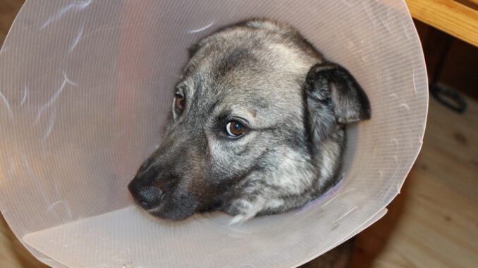Sick Dog Elkhound Funnel  - mariabostrom0 / Pixabay