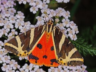 ++ Schmetterling des Jahres 2025: Die Spanische Flagge – Citizen Science verfolgt ...