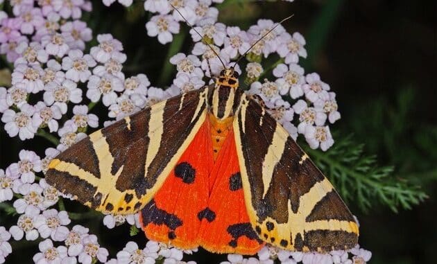 ++ Schmetterling des Jahres 2025: Die Spanische Flagge – Citizen Science verfolgt ...