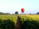 Strawberry Field Fields Agriculture  - danielsfotowelt / Pixabay