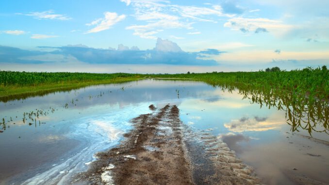 Swamp Field Landscape Puddle Water  - Dmitry_Bukhantsov / Pixabay