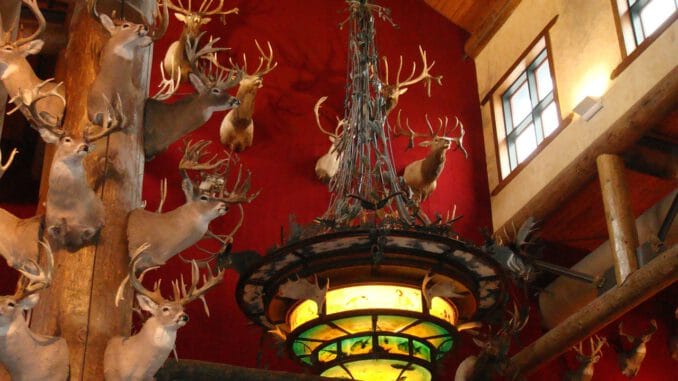 Taxidermy Deer Hunting Head Stag  - mybayou / Pixabay