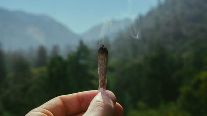 person holding brown cigarette stick