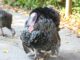 Turkey Poultry Farm Turkeys Birds  - schauhi / Pixabay