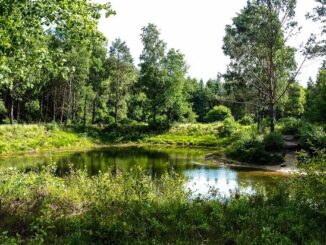 ++ Ökotipp: Hinaus ins Grüne – Worauf achten im Wald und an Gewässern? ++