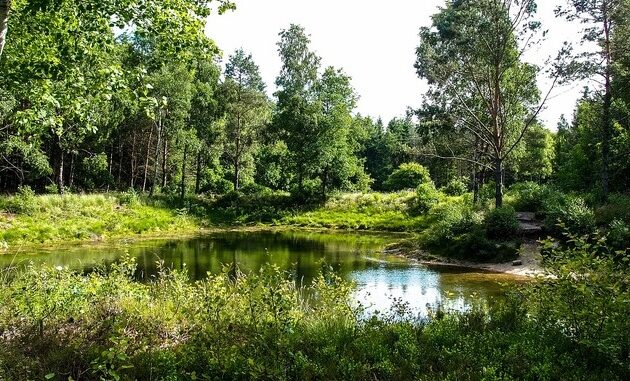 ++ Ökotipp: Hinaus ins Grüne – Worauf achten im Wald und an Gewässern? ++
