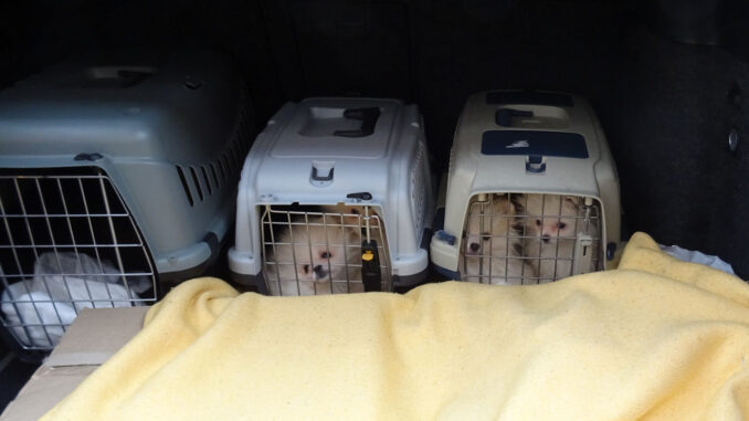 welpen_in_transportboxen_2.jpg;jsessionid=B2B08D4536EFB0F5FDCF2C0B4A7D5FFF.internet401