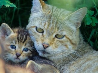 ++ Weltkatzentag: Gemeinsam Europäische Wildkatzen retten | BUND gibt Tipps zum ...