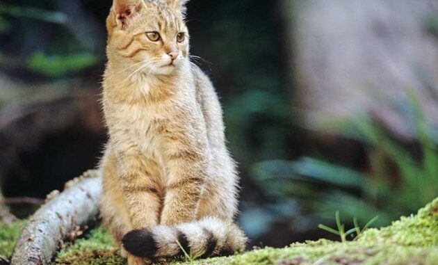++ Weltkatzentag: Alle Hauskatzenbesitzer*innen können Beitrag zum Wildkatzenschutz ...