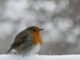 Winter Snow Bird Nature Rotkelchen  - Andhoj / Pixabay