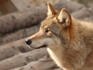 Wolf Animals Living Nature - zoosnow / Pixabay