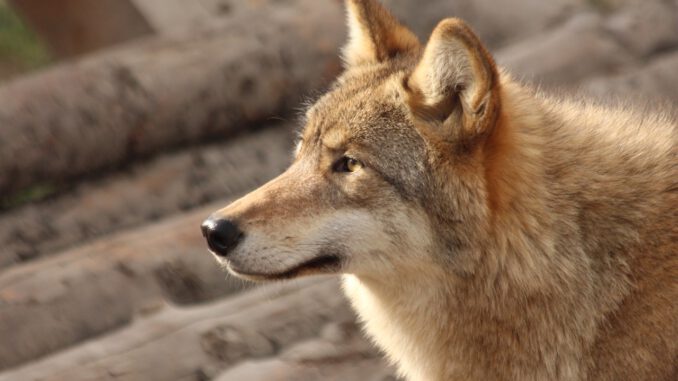 Wolf Animals Living Nature Wolf Animals Living Nature - zoosnow / Pixabay