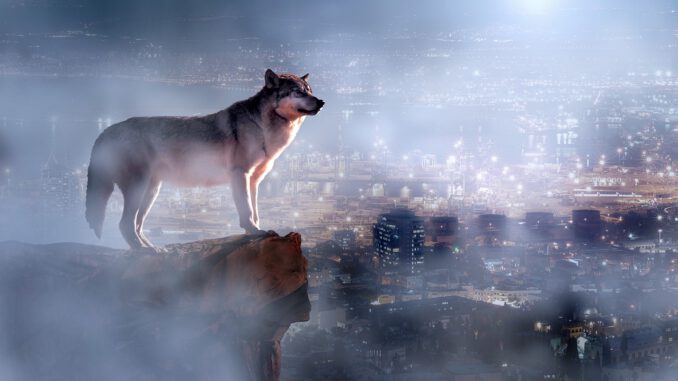 Wolf Night City Foggy Moon Sky  - happypixel19 / Pixabay