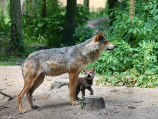 Wolf Puppy Family Young Animal Dam - manfredrichter / Pixabay