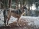 shallow focus photo of brown wolf