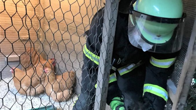 FW-DO: Buche fällt auf Hühnerstall