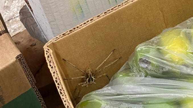 FW-KR: Exotischer Spinnenfund in einem Krefelder Lebensmittel-Discounter Nachtrag