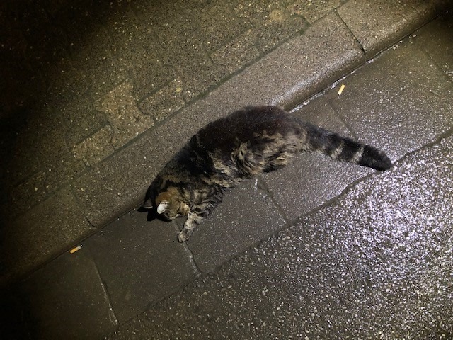 POL-PIAZ: Verletzte Katze, Eigentümer unbekannt